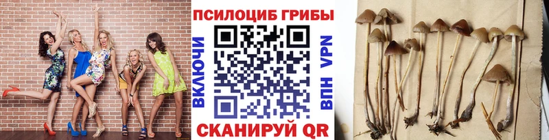 Купить где  Карабаш  Галлюциногенные грибы мицелий 
